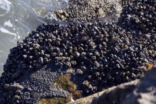 Mussels And Sea Anemones