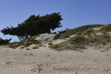 Tree In Sand Dune