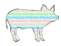 Colorful Pig Illustration