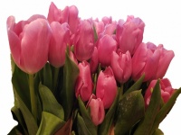 Isolated Pink Tulips