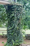 Ivy Covered Pillar On Veranda