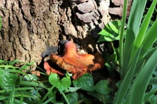 Jack-o-Lantern Mushroom And Leaves