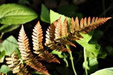Japanese Painted Fern Frond