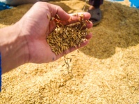 Jasmine Rice Seed In Farmer Hand