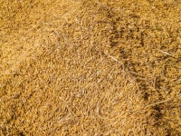 Jasmine Rice Seed In Farmer Hand