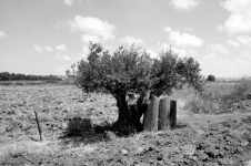 Lonely Olive Tree In Field
