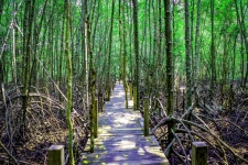 Mangrove Trees In Thailand