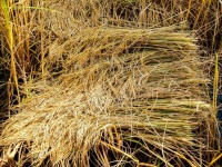 Mature Harvest Golden Rice