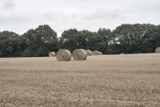 Stacks Of Straw In A Field