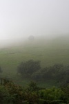Mist Shrouding A Green Hill & Trees