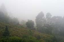Misty Landscape With Trees On Slope