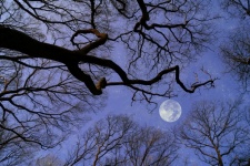 Moonlight Stars Trees Sky