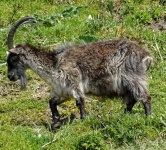 Mountain Goat Grazing