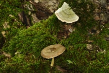 Mushroom And Fungus On Moss