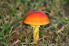 Orange Amanita Mushroom In Grass