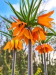 Orange Fritillaria