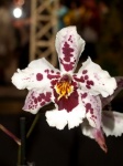 Orchid Flower Photo