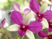 Orchid Flower Photo