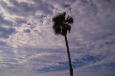 Palm Tree Against Cloudy Sky