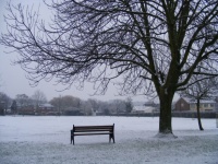 Park Bench And Tree, In Snow 1