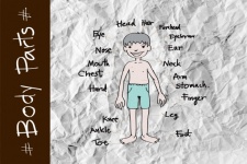 Part Of Body Vocabulary In Illustration