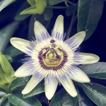 Passionflower, Medicinal Plant