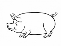 Pig Drawing Clipart