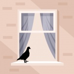 Pigeon On Window Sill