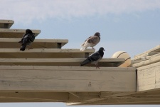 Pigeons Perched On Pergola Roof
