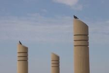 Pigeons Perching On Pillars