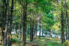 Pine Forest Loei Thailand
