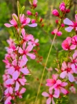 Pink Almond Flowers