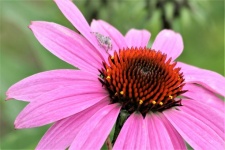 Pink Coneflower And Spider Close-up