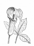 Plant Hand Drawn Sketch