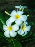 Plumeria Flowers