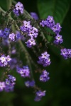 Purple Heliotrope Flowers On A Bush