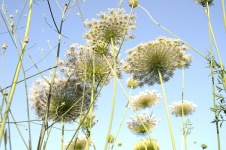 Queen Anne&039;s Lace Flowers In Field