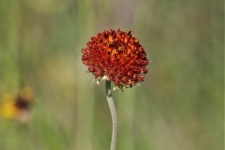 Rayless Gaillardia Wildflower