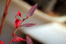 Red Blueberry Bush Leaves