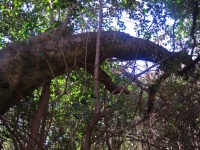 River Bush Willow Tree Trunk Arch