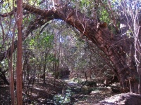 River Bush Willow Tree Trunk