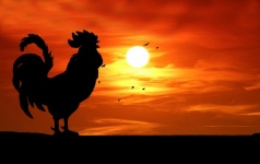 Rooster Silhouette Crowing Sunrise