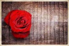 Rose Red Wood Background