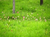 Siam Tulip Flower Pa Hin Ngam National
