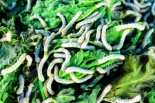 Silkworm Eating Mulberry Green Leaf