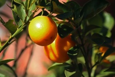 Small Round Ornamental Orange