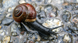 Snail After Rain