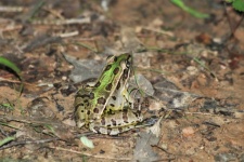 Southern Leopard Frog Close-up