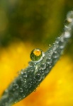Mirroring Dandelion Drop Bloom