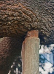 Strong Wooden Support Posts